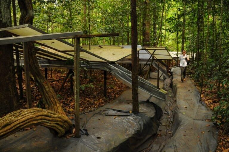 Amazonas en riesgo de sufrir embolias y mortalidad por sequía