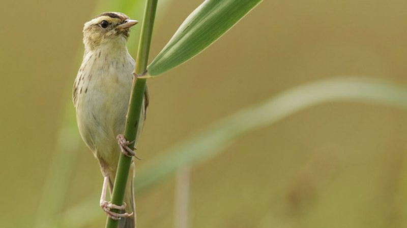 Aves viajeras: bioindicadores del agua