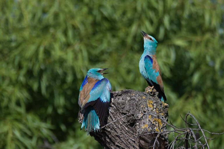 Aves víctimas de la agricultura intensiva