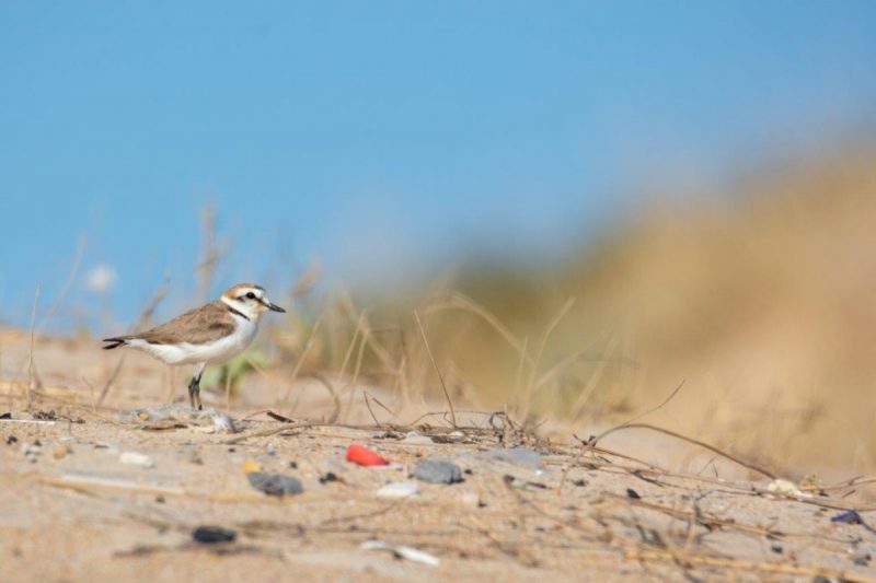 Buenas prácticas en las Marismas del Odiel