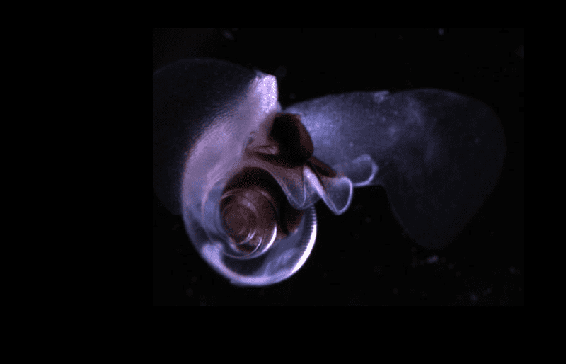 La mariposa marina y el ecosistema del Océano Austral