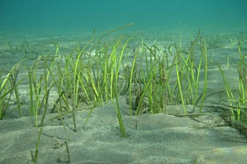 Declive de las praderas marinas en Canarias