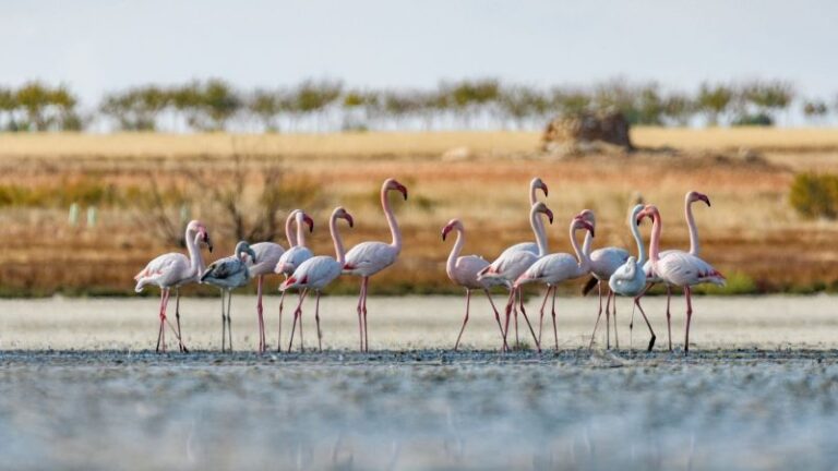 Doñana camina o revienta