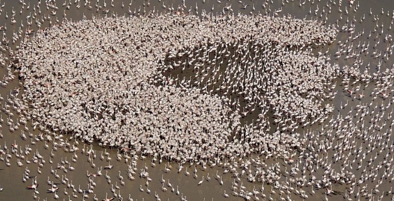 Doñana y sus aves migratorias en tiempo de descuento