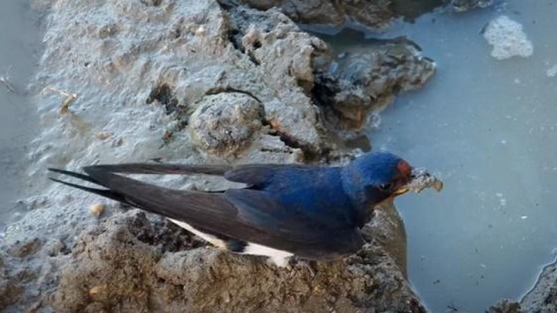 El calor es un hándicap para la reproducción de las aves