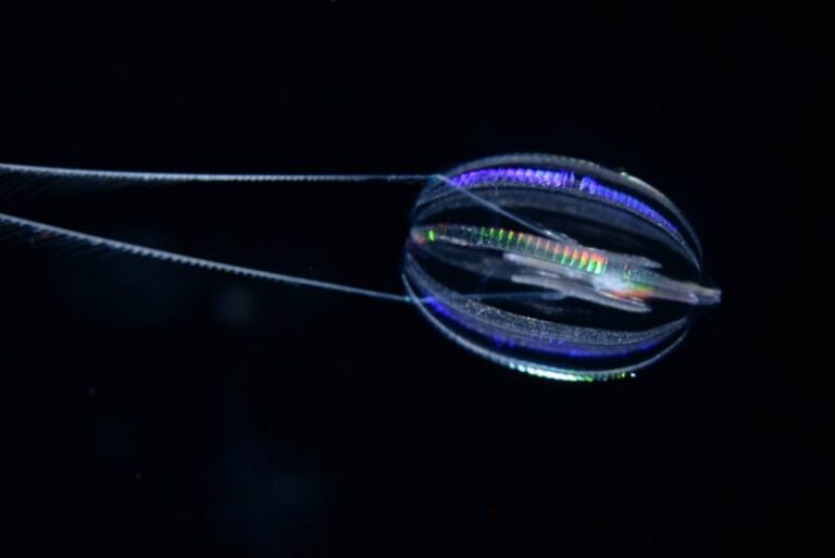El primer animal en la tierra fue la medusa peine