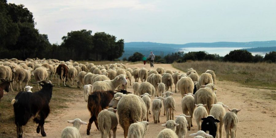 El proyecto LIFE CAÑADAS en video