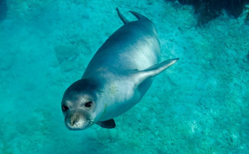 Especies en extinción victimas de los microplásticos