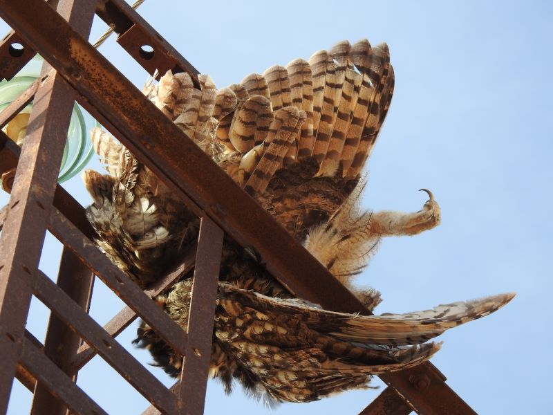 Jumilla no perdona la electrocución de aves