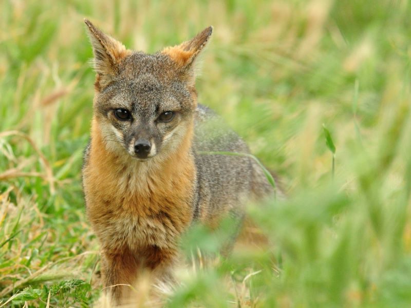 Nueva amenaza para los zorros de Channel Island