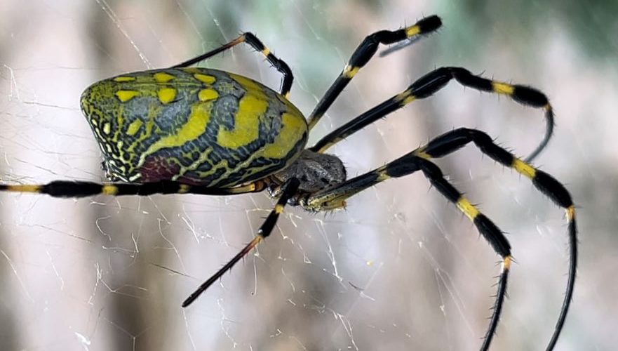 Arañas Joro: ¿grandes pero inofensivas?