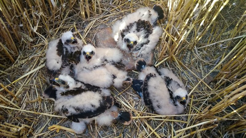 La campaña 'Ave del Año' afectada por la sequía