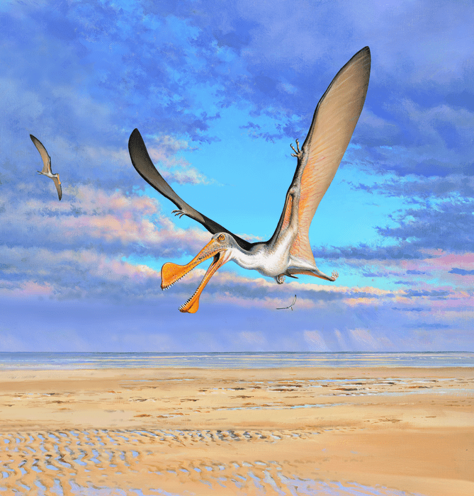 El pterosaurio más antiguo de Australia