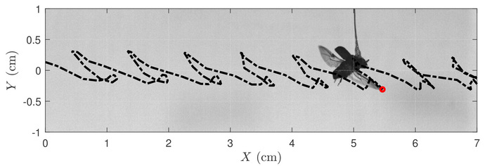 Low Res beetle in flight.jpg