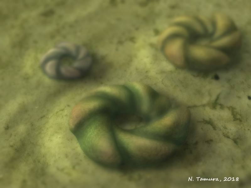 Los primeros animales de la Tierra eligieron su propio hábitat