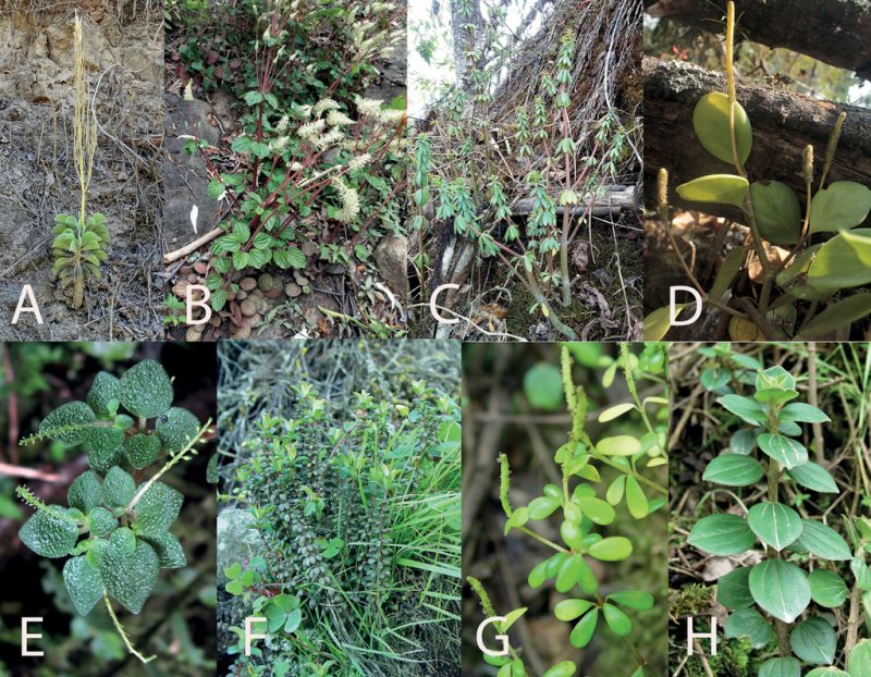 Perú: Cinco especies nuevas de plantas suculentas