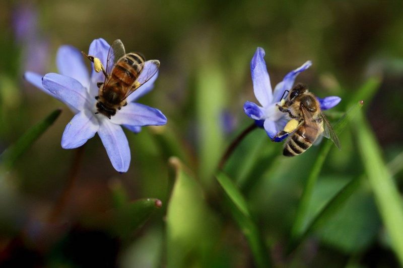Pocos insectos en la ciudad e incluso en el campo