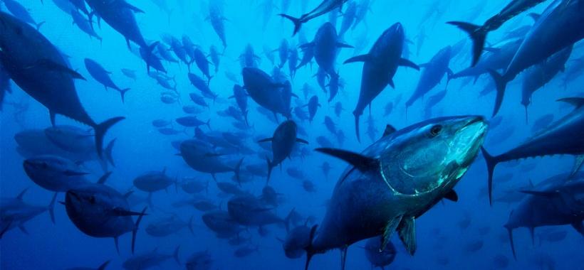 Lo bueno y lo malo de la Comisión del Atún del Índico