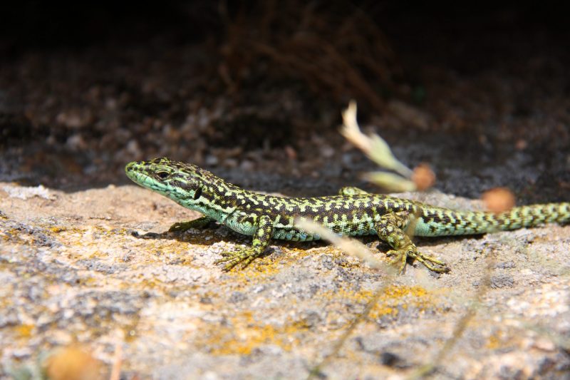 Zonas de alta diversidad de reptiles amenazados