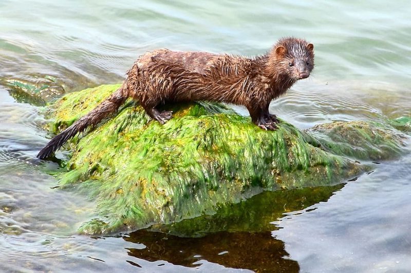 La invasión de visones americanos se agrava