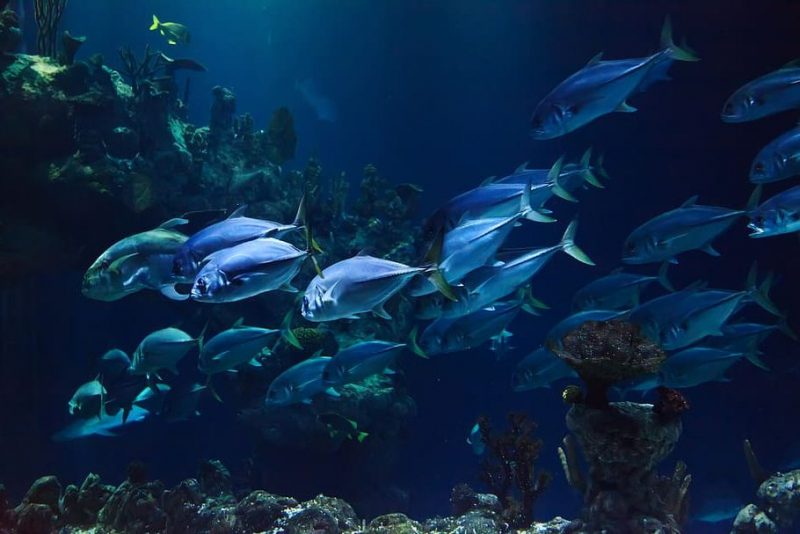 Minería submarina: pone en jaque a miles de nuevas especies