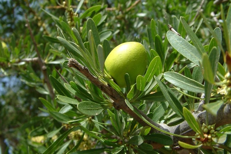 Día Internacional de los Arganes 2023