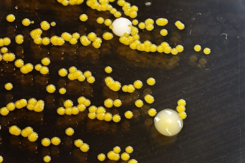 Microorganismos adaptados, contra el calentamiento global