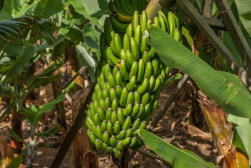 ¿Qué pasa con los pesticidas en los bosques tropicales?