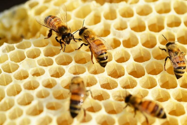 Día Mundial de las Abejas 2023