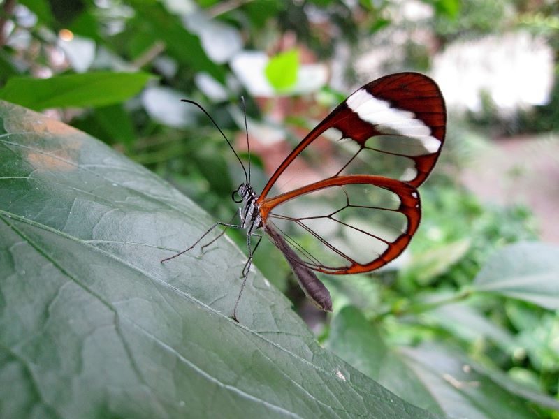 El árbol de la vida de las mariposas