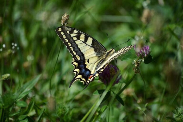 ¿Cómo salvar a las mariposas de Europa?