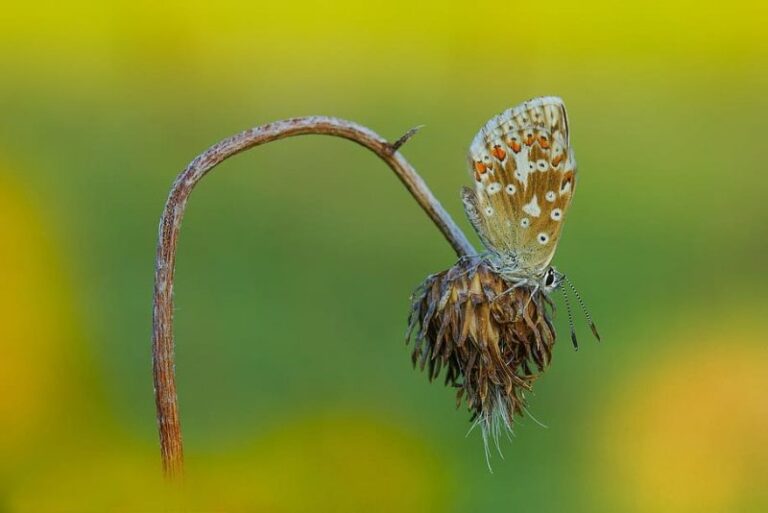 Mariposas en declive