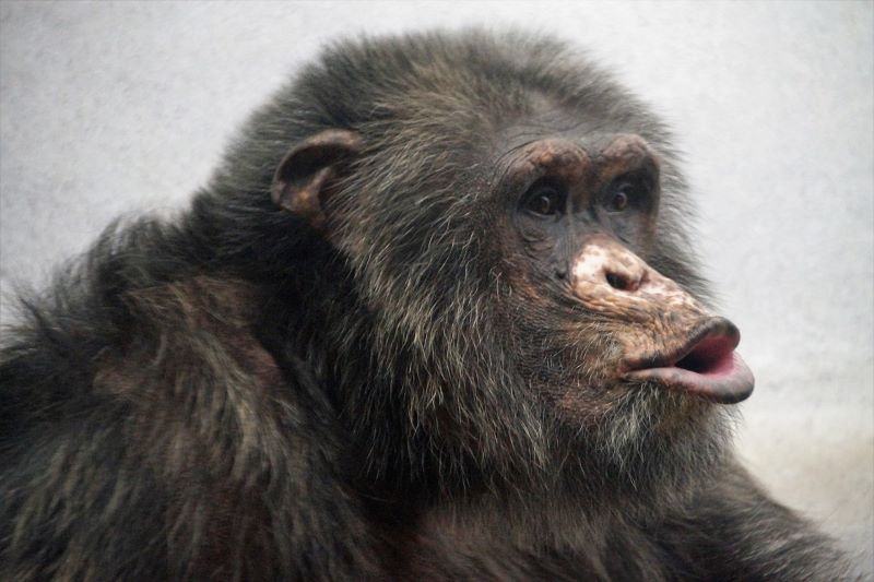 Chimpancés: comunicación dinámica y creativa