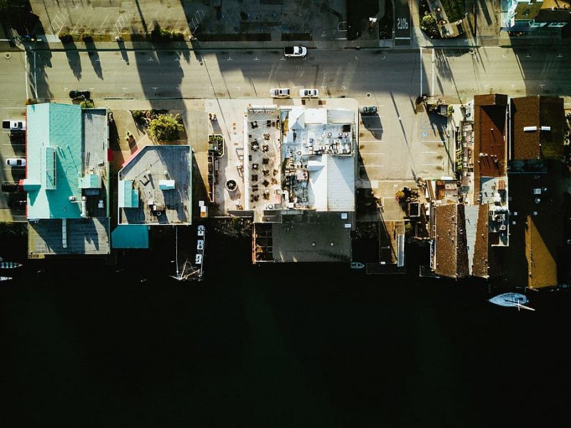 ¿Cómo prosperar en las ciudades, si eres un pájaro?