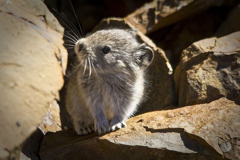 Pequeños mamíferos: vitales para el equilibrio ecosistémico