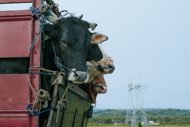 Promisorio comienzo para la ley de protección animal de la UE