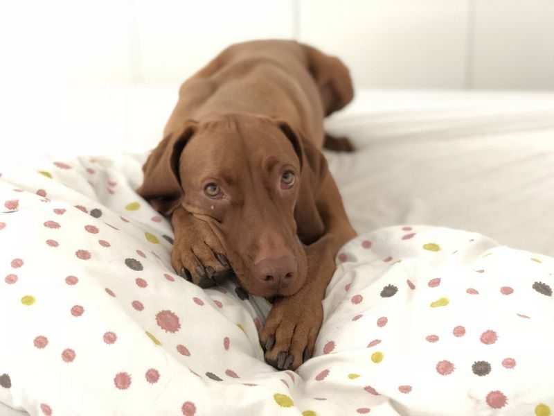 ¿Por qué los cerebros de los perros modernos son más grandes?