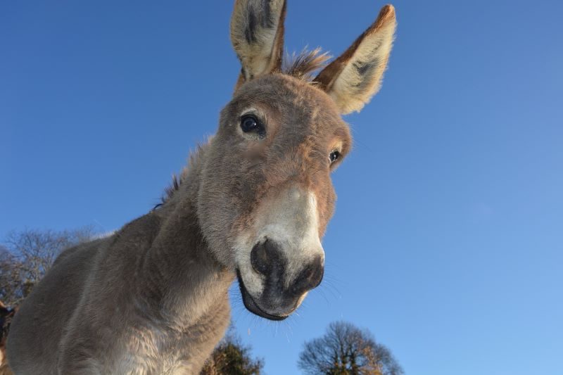 Día Mundial del Burro 2024