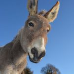 Día Mundial del Burro 2023
