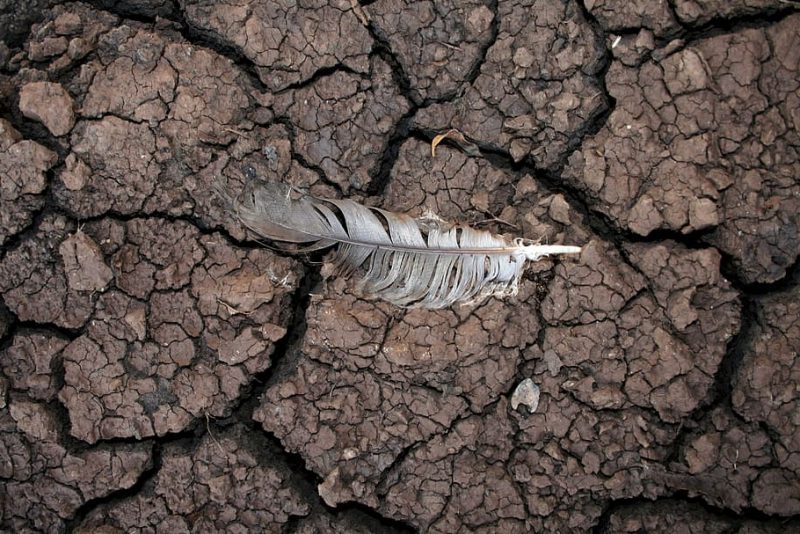 Círculo vicioso: sequías repentinas y calentamiento global