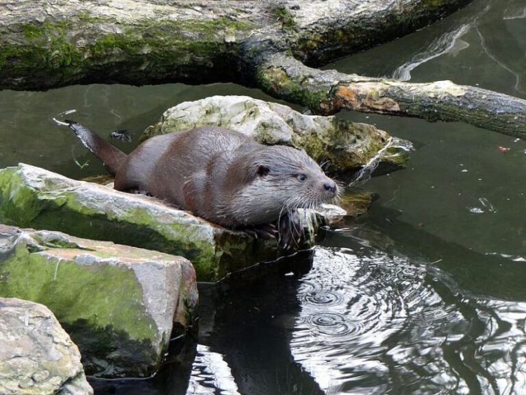 european otter lutra lutra a carnivorous mammal animal e1685457010392 1
