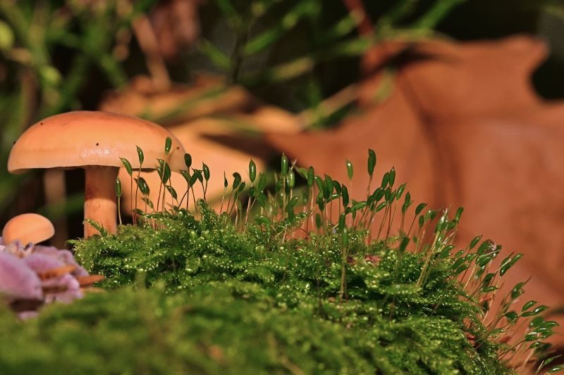 La antiquísima colonización de la Tierra por las plantas vasculares