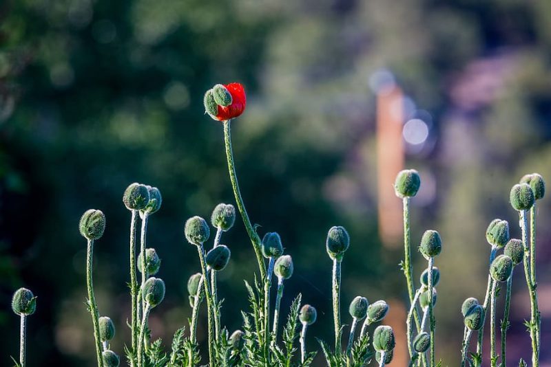 Reloj circadiano de las plantas versus calentamiento global