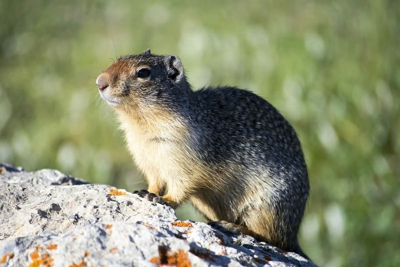 Cerca de la estación de campo Toolik, en el norte de Alaska, una ardilla terrestre del Ártico asoma la cabeza por una madriguera. CRÉDITO Oivind Toien/Universidad de Alaska Fairbanks