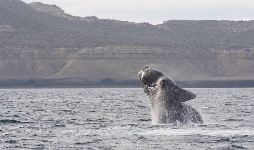 Calentamiento global: pone a dieta a las ballenas antárticas