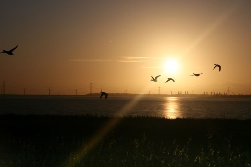 Día Mundial de las Aves Migratorias 2023 - ¡Bienvenidas!