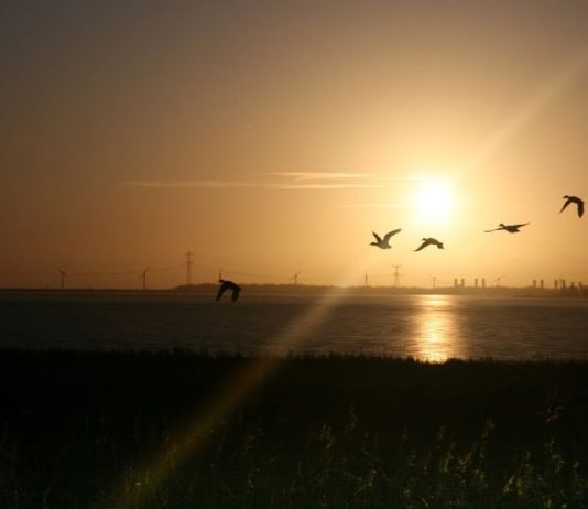 Día Mundial de las Aves Migratorias 2023 - ¡Bienvenidas!