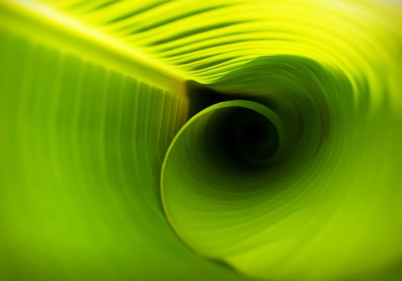 Vínculo entre la fotosíntesis y el quinto estado de la materia