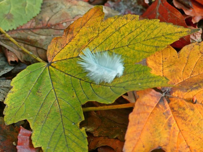 Delitos contra la fauna salvaje: una vergüenza nacional