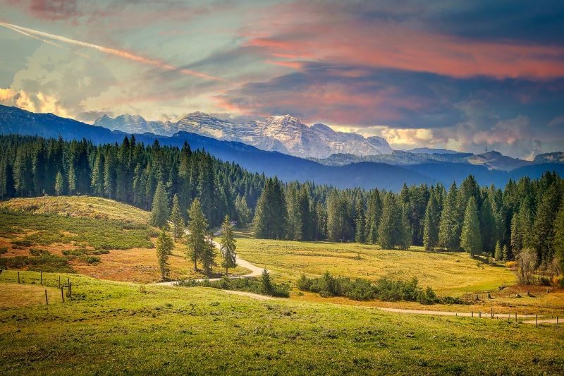 Paradoja: el escarabajo de pino podría salvar los bosques